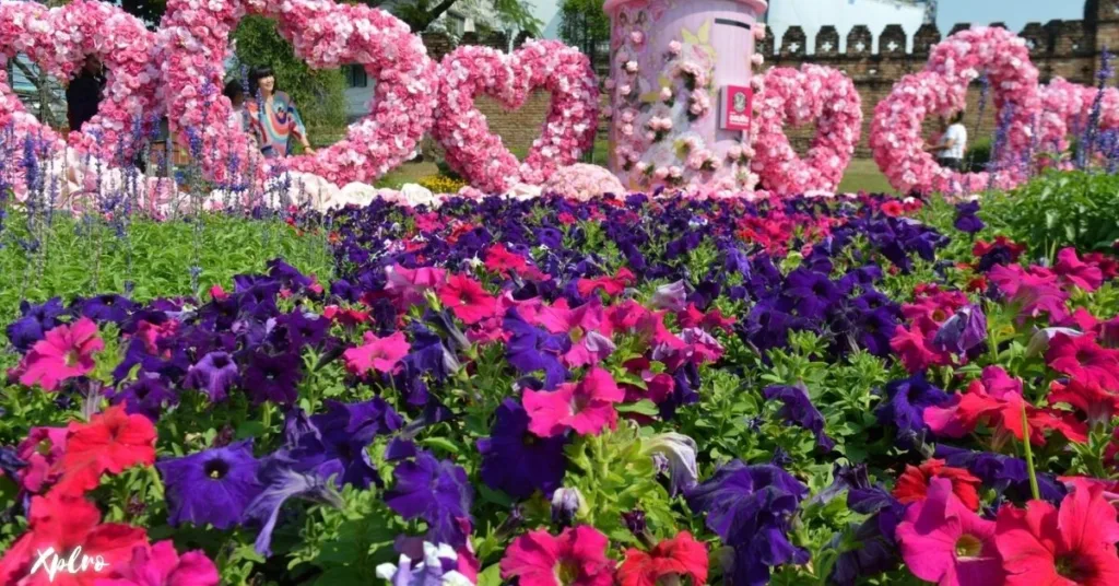 Chiang Mai Flower Festival, Xplro