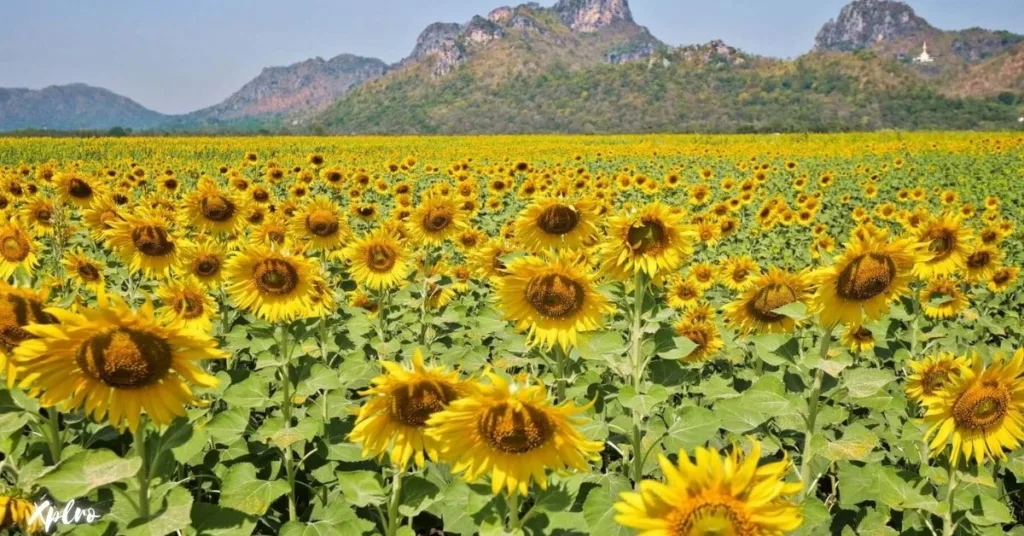 Lopburi Sunflower Festival (December to January), Xplro