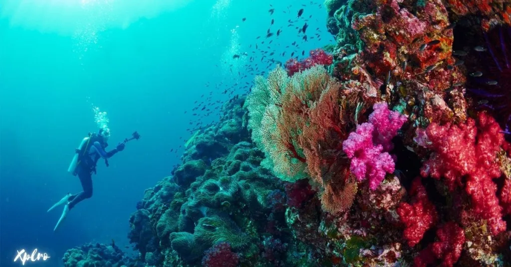 Diving at Similan Islands Thailand, Xplro