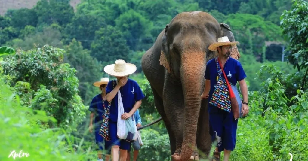 Elephant Nature Park