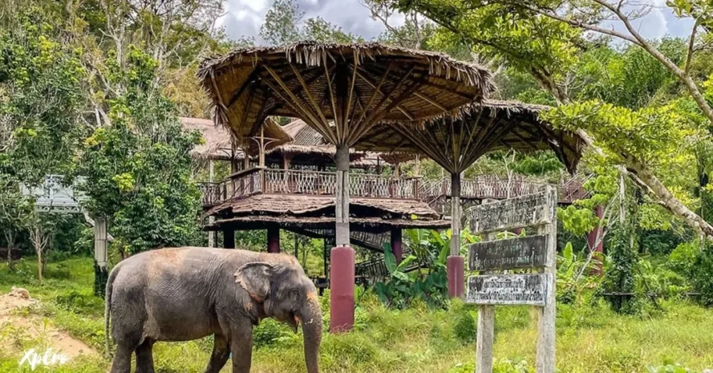 Phuket Elephant Sanctuary