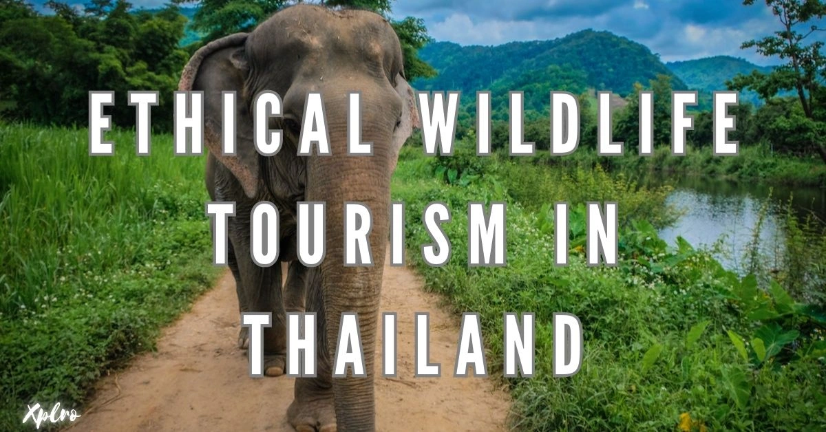 Ethical Wildlife Tourism in Thailand
