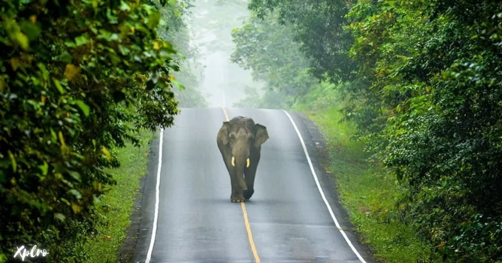 Khao Yai National Park