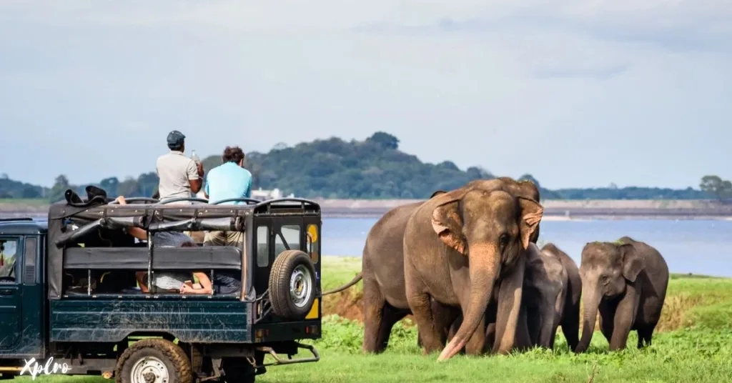 Udawalawe National Park, Xplro