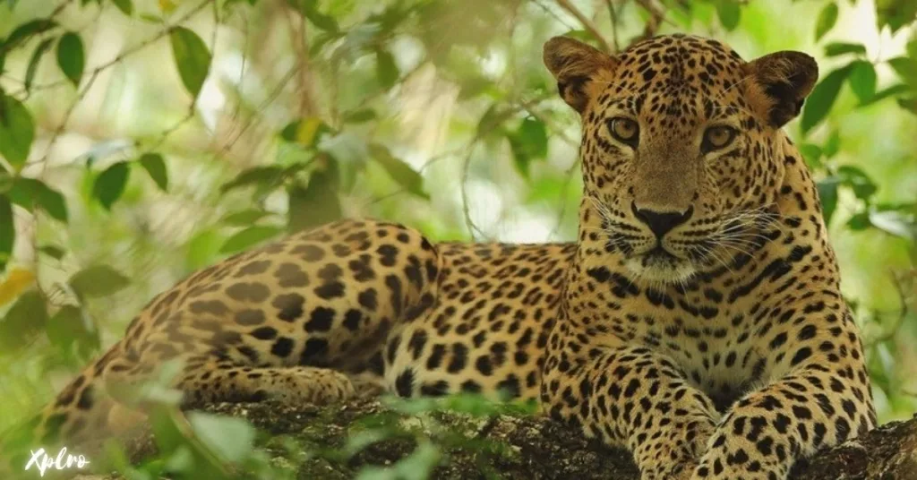 Wilpattu National Park, Xplro