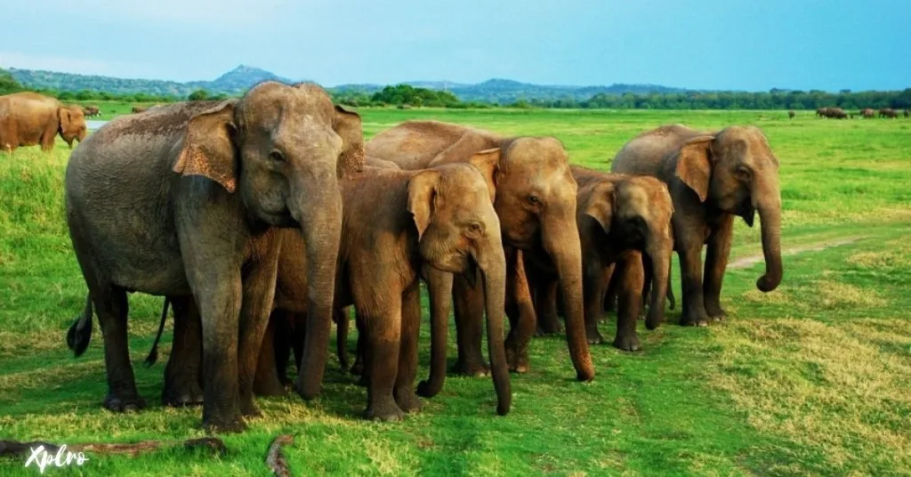 Minneriya National Park, Xplro