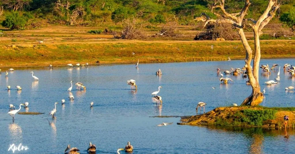 Bundala National Park, Xplro