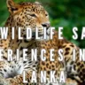 Top Wildlife Safari Experiences in Sri Lanka