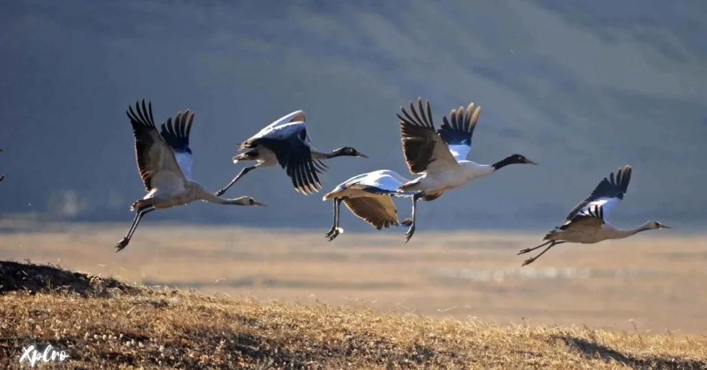 Black-Necked Crane Center, Xplro