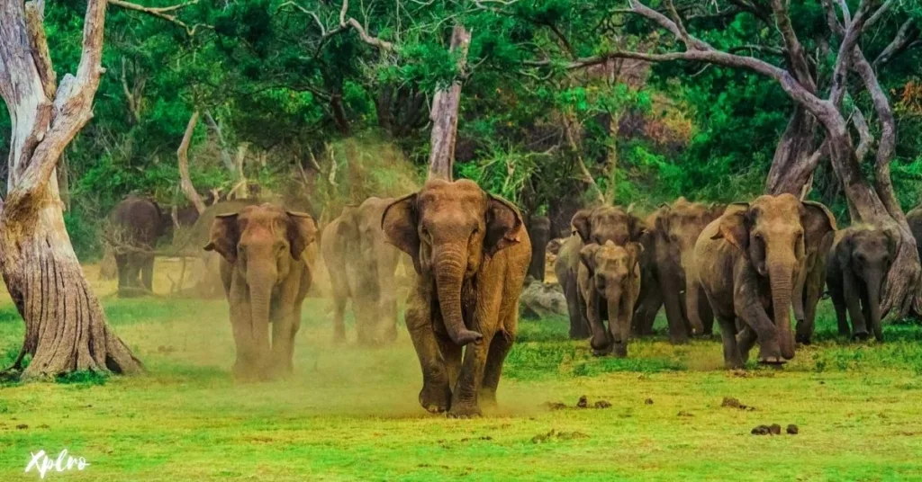 Wildlife in Udawalawe National Park, Xplro