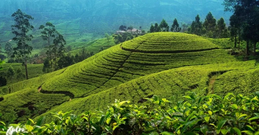 Experience the Tea Plantations in Nuwara Eliya, Xplro