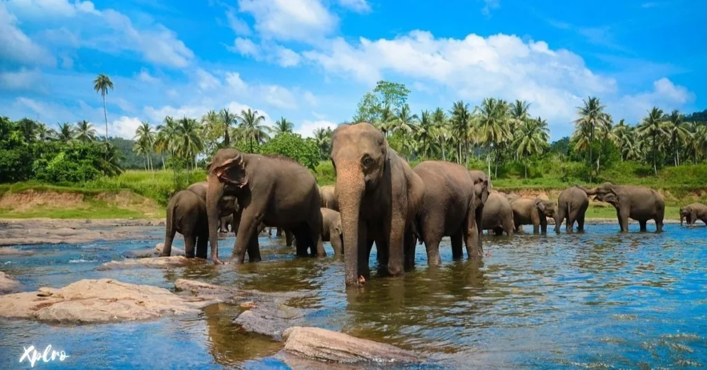 Hike to the Pinnawala Elephant Orphanage, Xplro