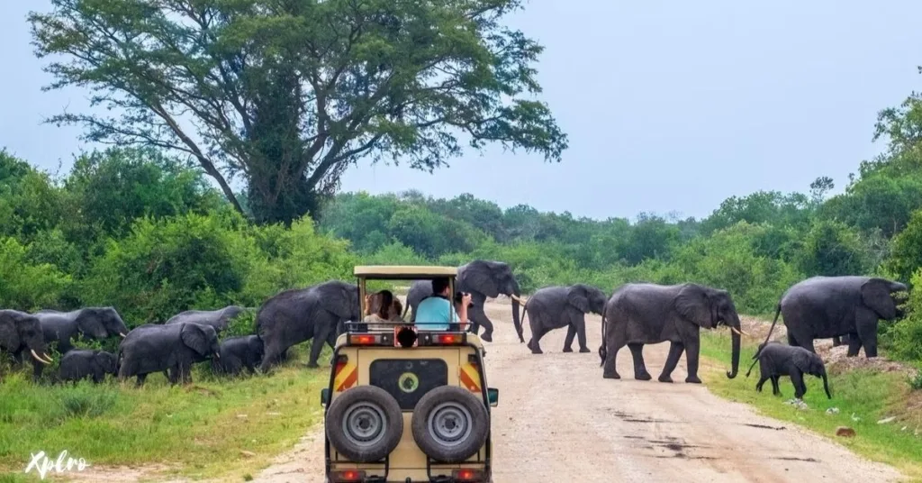  Day Safari at Yala National Park, Xplro