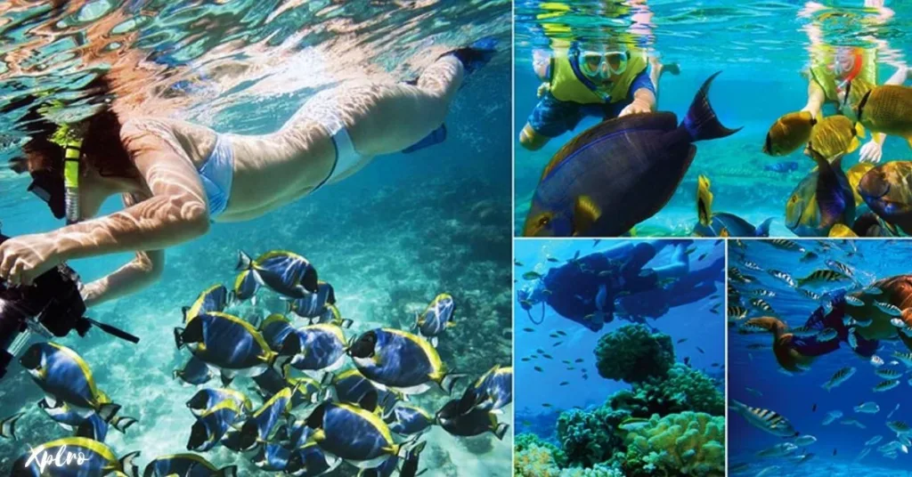 Scuba Diving and Snorkeling in Hikkaduwa, Xplro