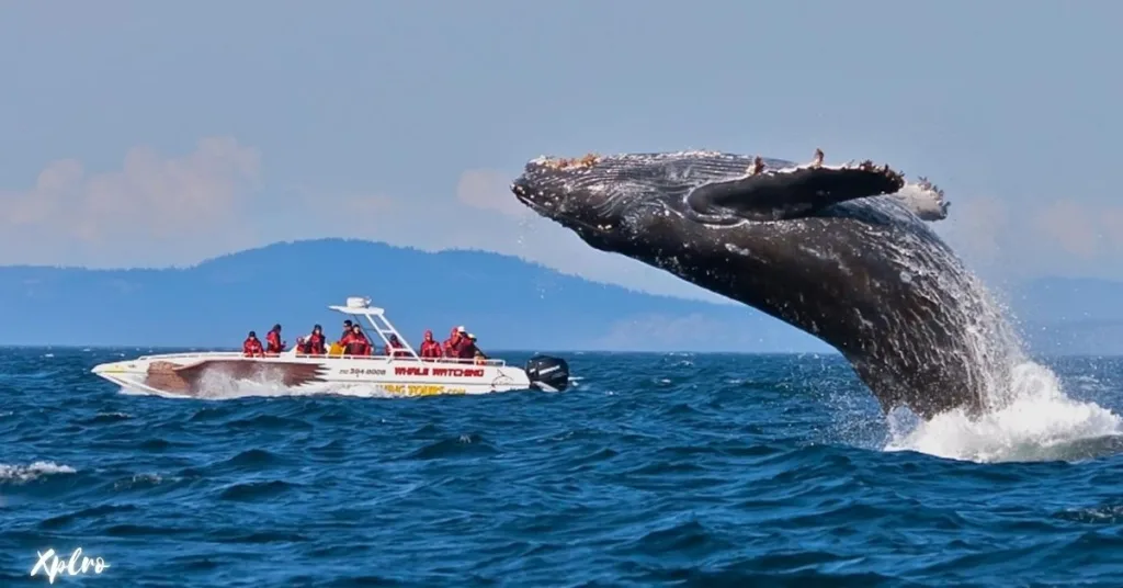 Whale Watching in Mirissa, Xplro