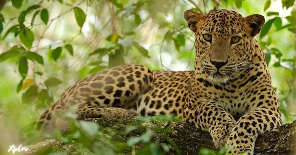 Wilpattu National Park, Xplro