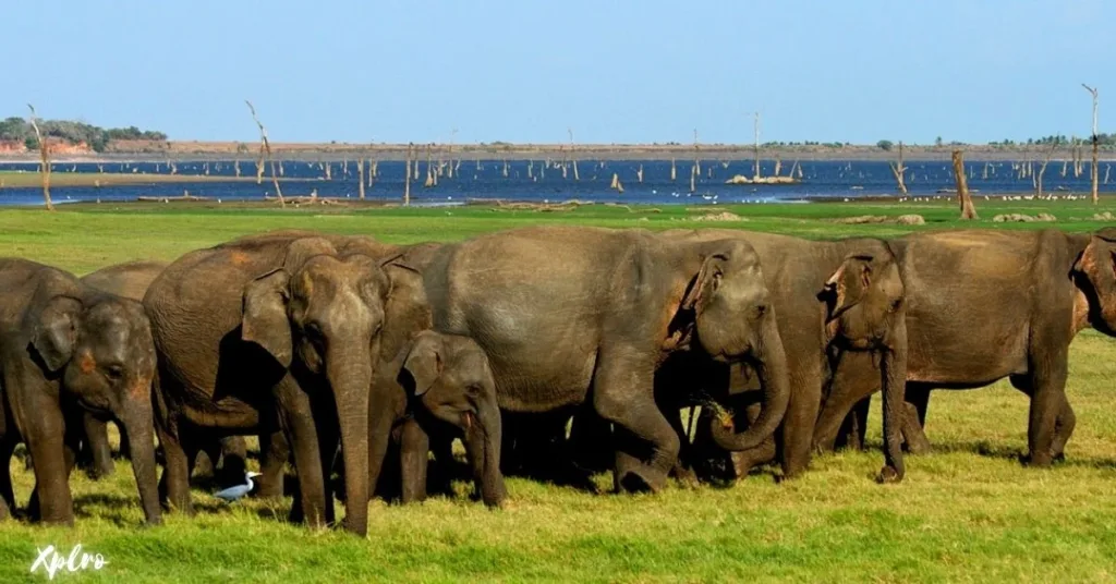 Minneriya National Park, Xplro