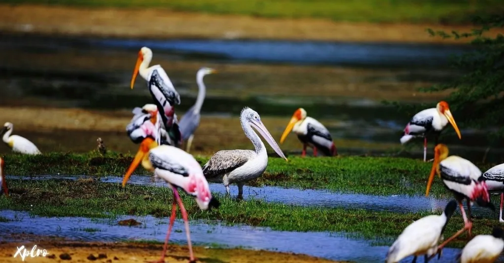 Kumana National Park, Xplro