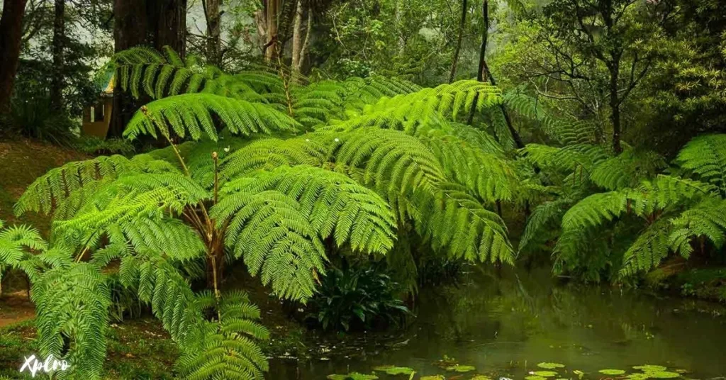 Hakgala Botanical Garden, Xplro