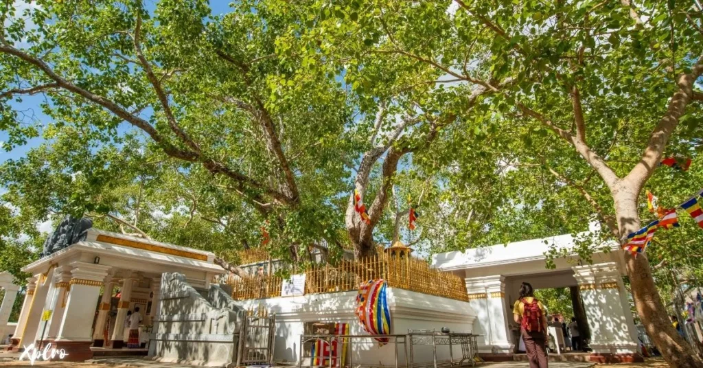 Sacred Bodhi Tree, Xplro