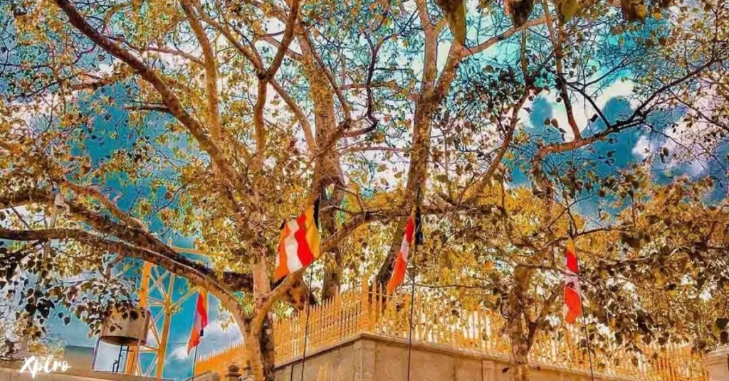 Jaya Sri Maha Bodhi, Anuradhapura, Xplro