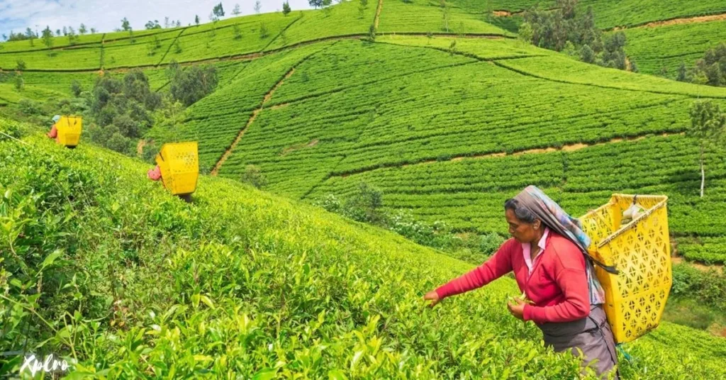 Nuwara Eliya, The Heart of Sri Lanka’s Tea Country, Xplro