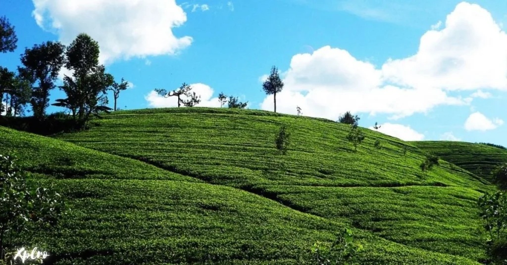 Kandy, The Cultural Capital and Its Tea Gardens, Xplro