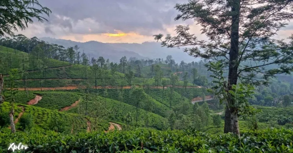 Ella: A Scenic Tea Lover’s Paradise, Xplro