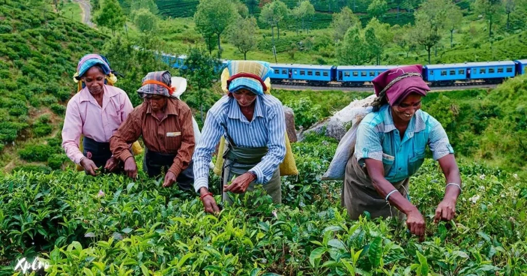 Tea Plantation Tours, Xplro