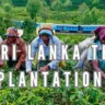 Sri Lanka Tea Plantations