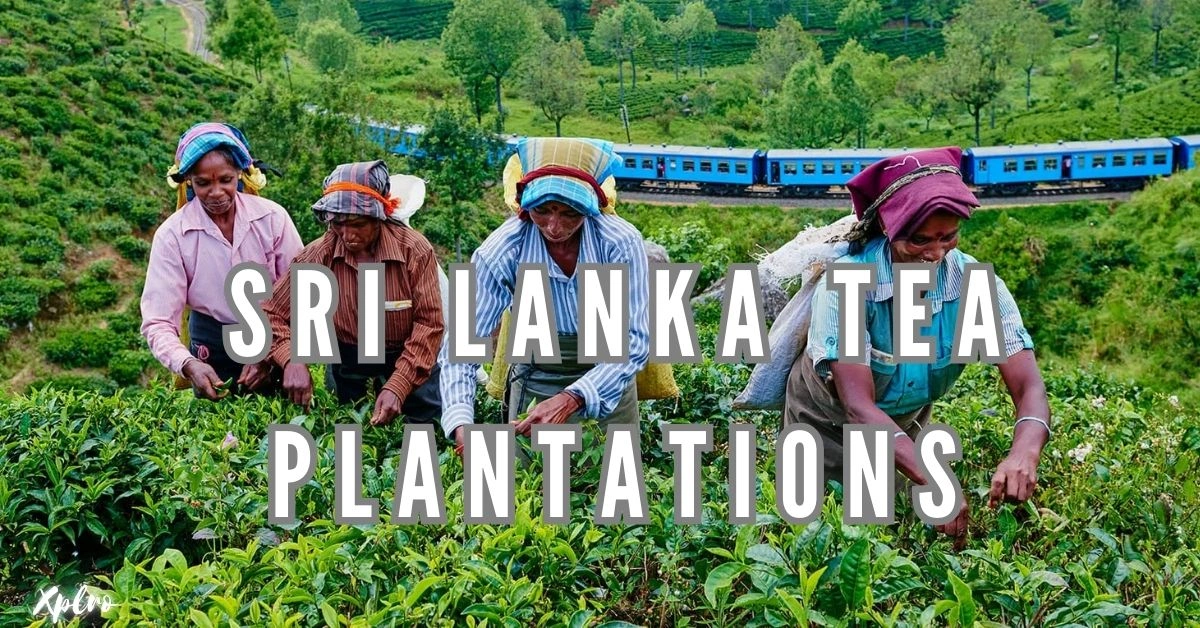 Sri Lanka Tea Plantations