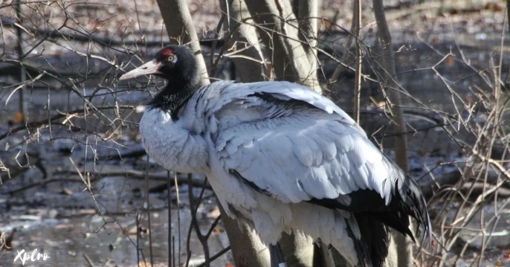 Bumdeling Wildlife Sanctuary, Xplro