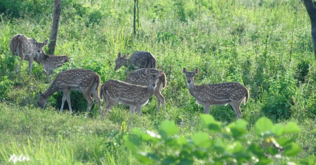 Phibsoo Wildlife Sanctuary, Xplro