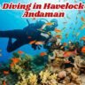 Scuba Diving in Havelock Island Andaman