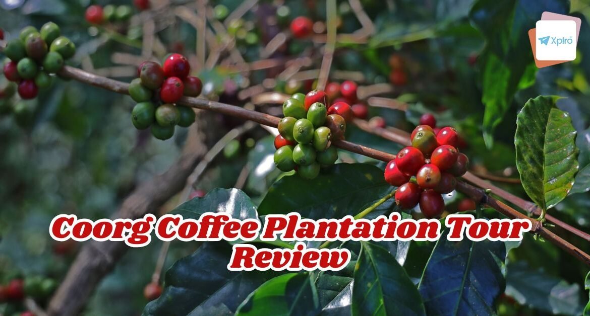 Coorg Coffee Plantation Tour Review