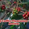 Coorg Coffee Plantation Tour Review