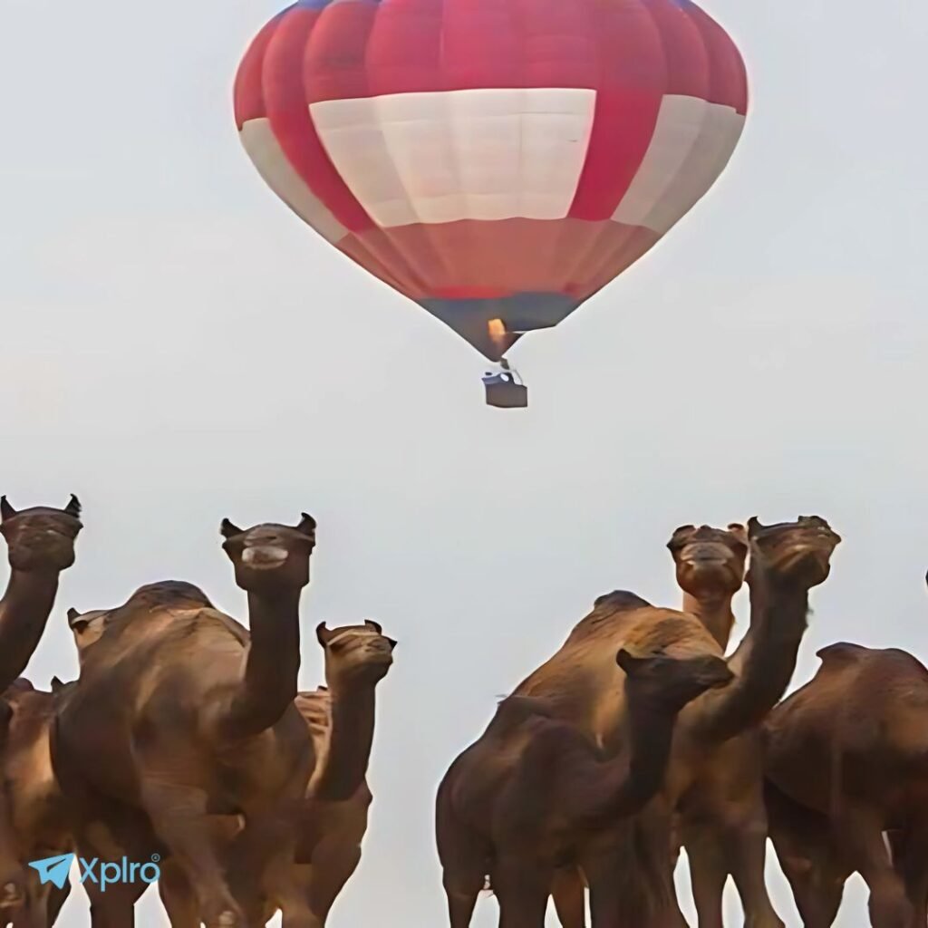 Pushkar Camel Safar, Xplroi