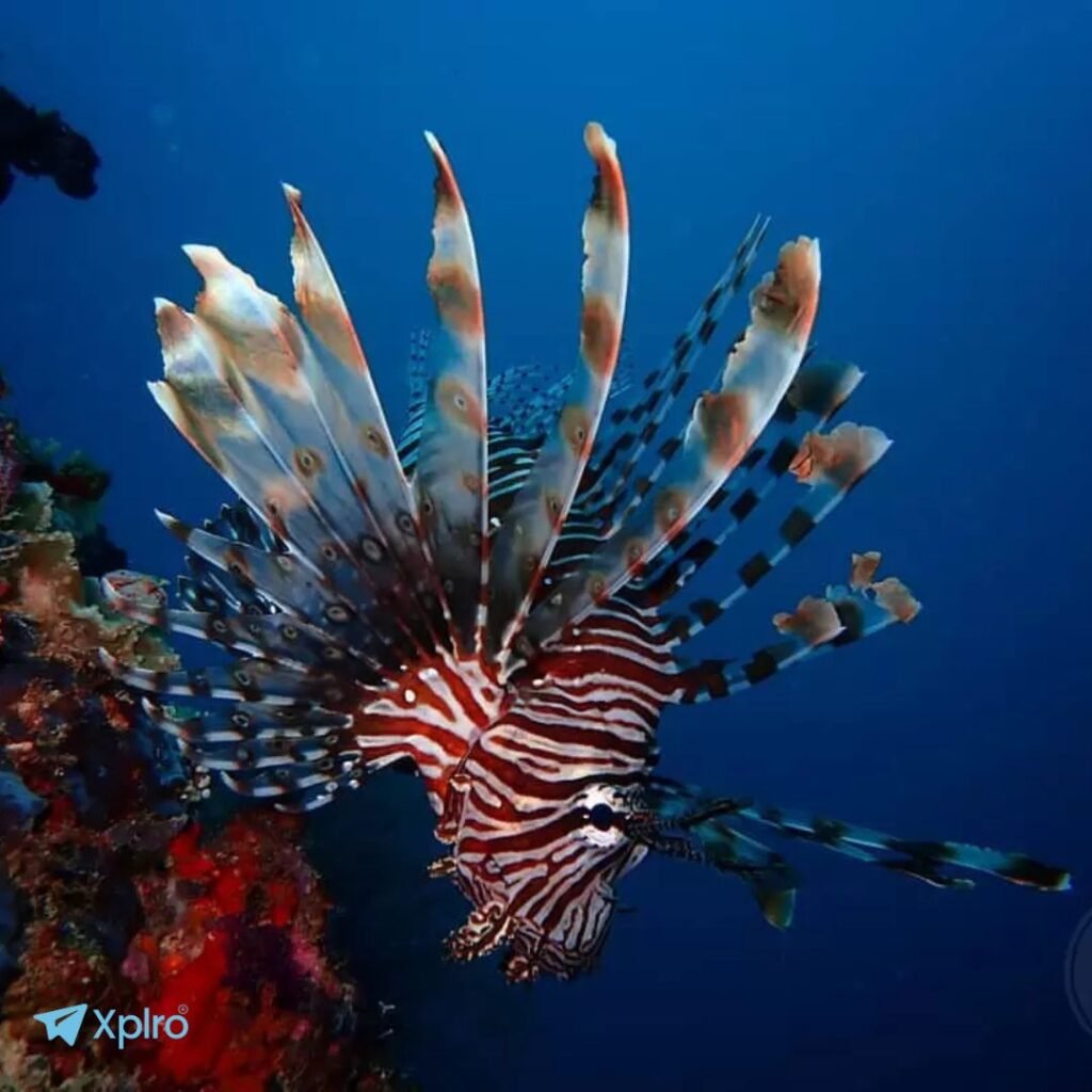 Tribe Gate, Xplro, Havelock Island Scuba Diving Review