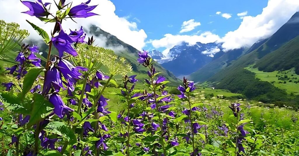 Valley of Flowers Uttarakhand Review: What You Must Know Before You Go