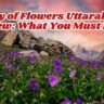 Valley of Flowers Uttarakhand Review: What You Must Know Before You Go