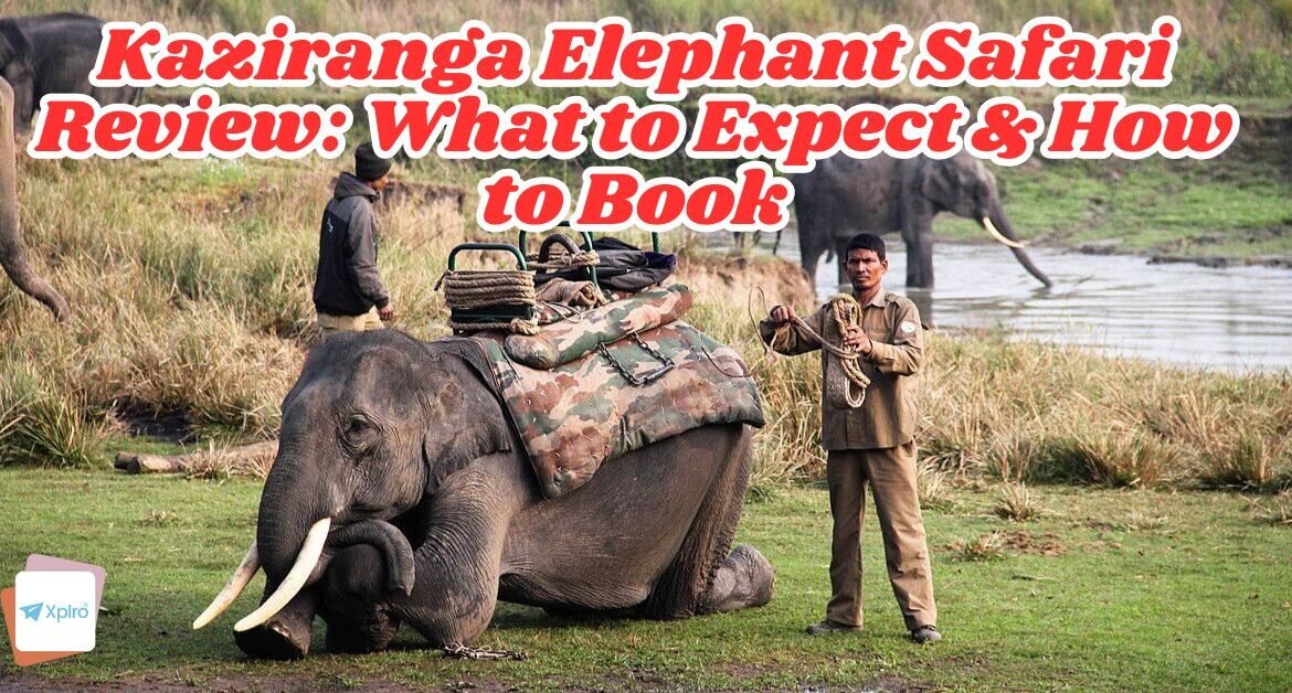 Kaziranga Elephant Safari Review: What to Expect & How to Book