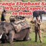 Kaziranga Elephant Safari Review: What to Expect & How to Book