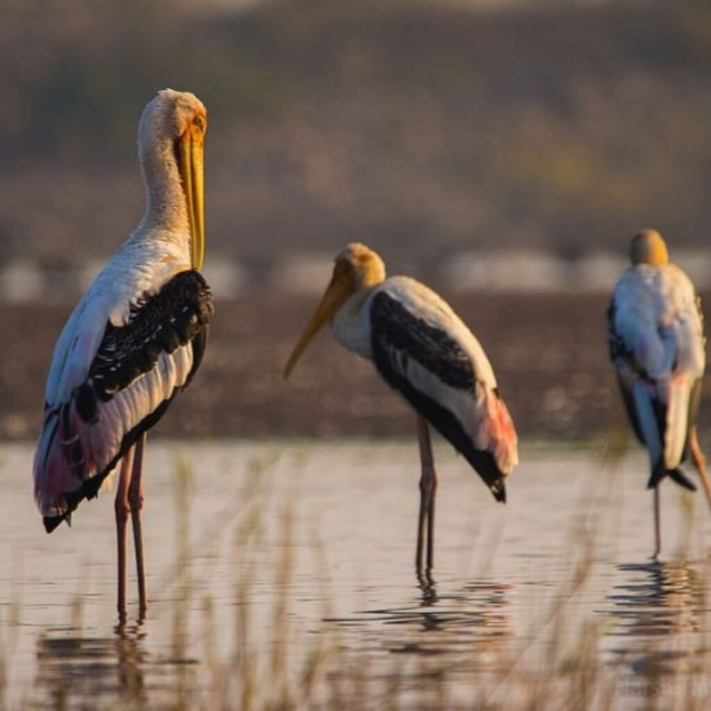 Sunrise Cruise & Birdwatching at Kainakary, Xplro