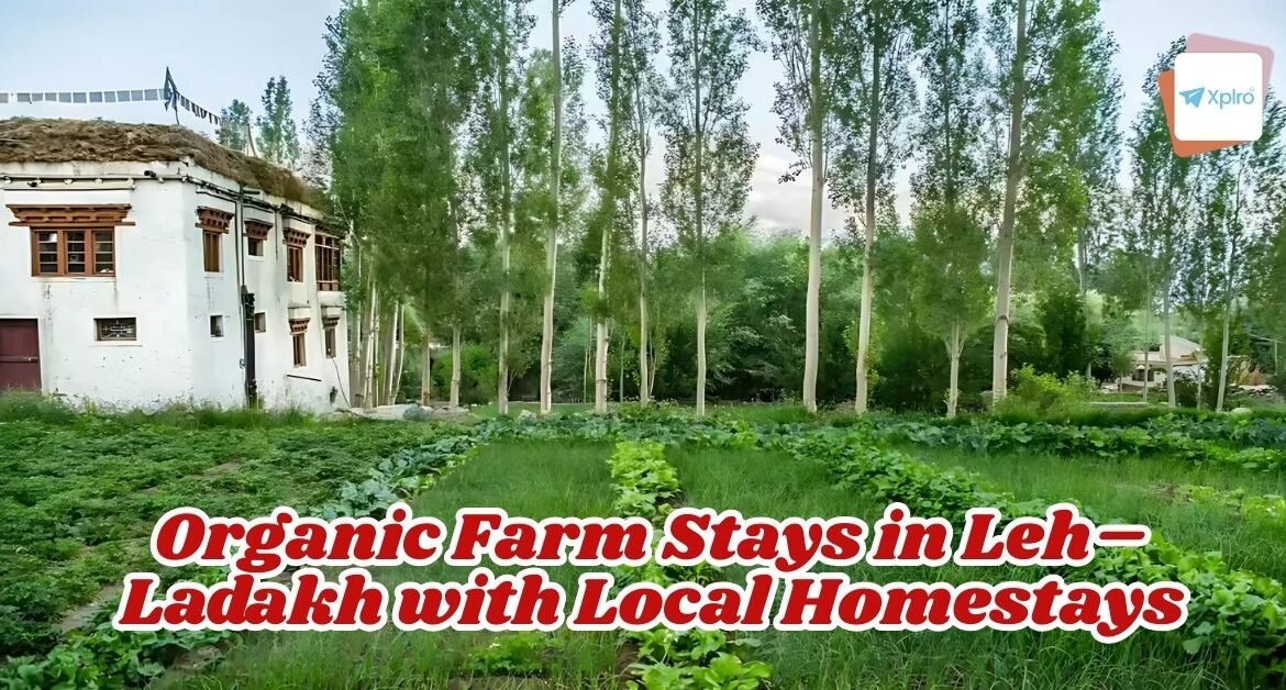 Organic Farm Stays in Leh–Ladakh with Local Homestays