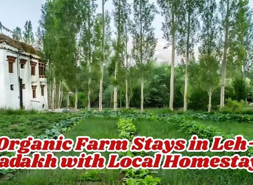 Organic Farm Stays in Leh–Ladakh with Local Homestays