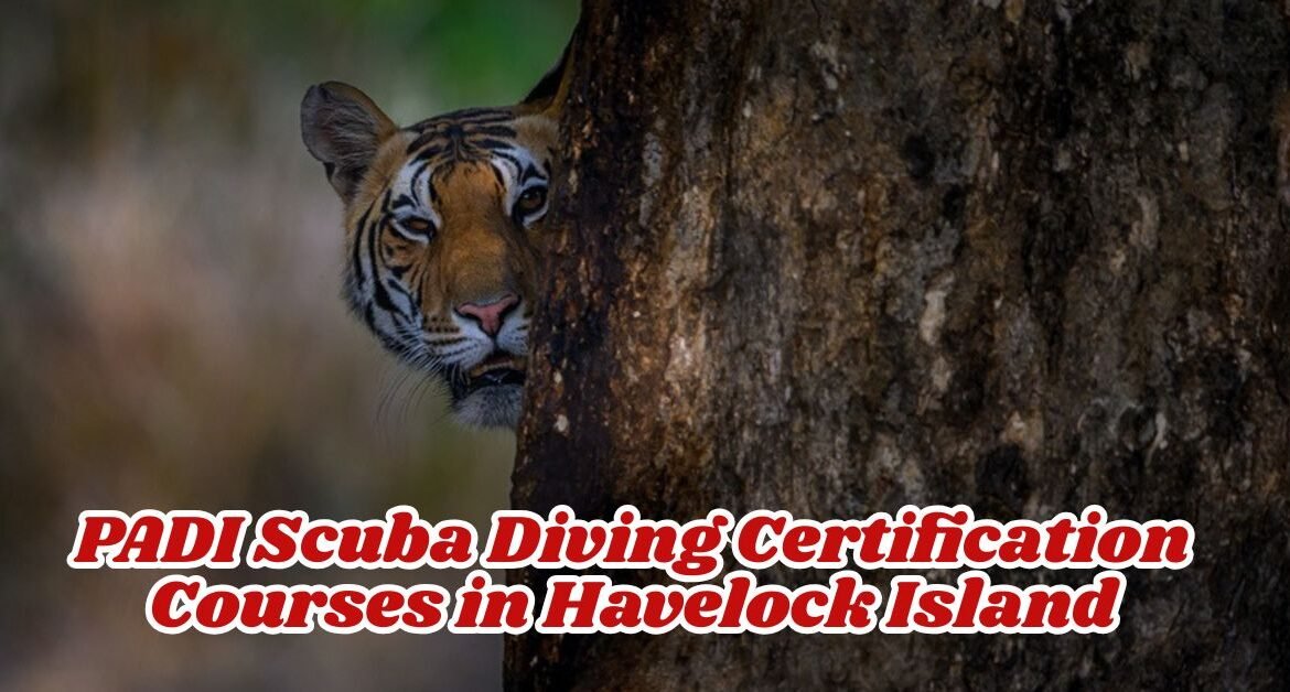 The Wildlife Photography Safaris in Kanha with Expert Guides