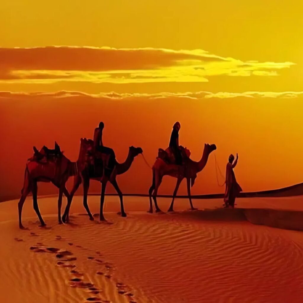 Arrival & Sunset Safari, Xplro