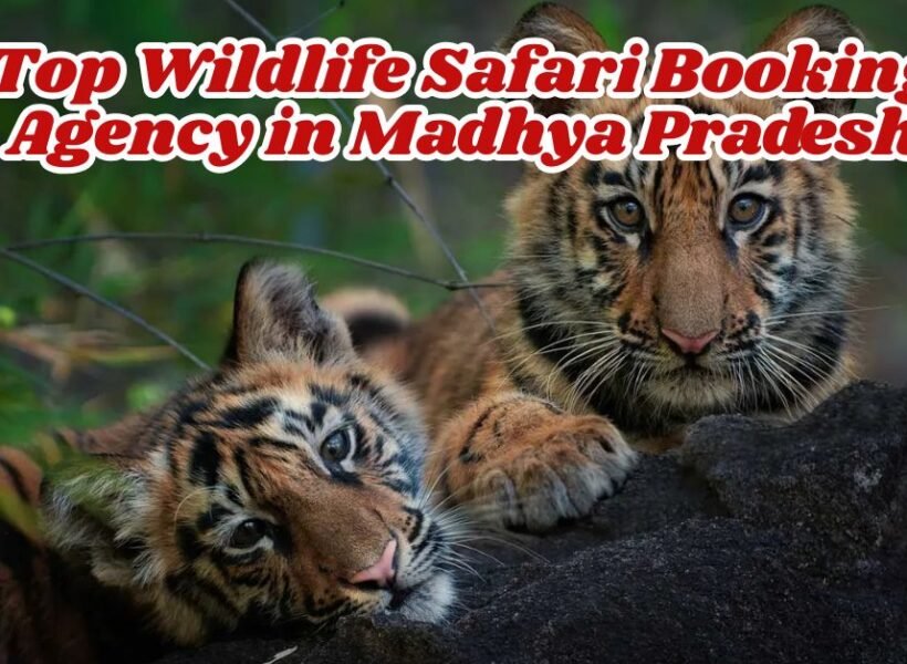 Top Wildlife Safari Booking Agency in Madhya Pradesh