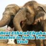 10 Best Ethical Elephant Sanctuaries in India You Must Visit