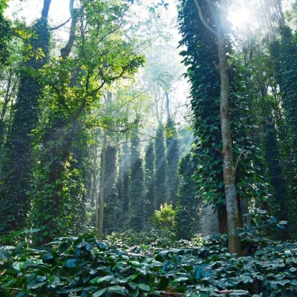 Araku Valley, Andhra Pradesh, Xplro